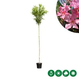 Nerium oleander roze | Rechtstreeks uit de fabriek