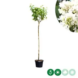 Korting | Syringa Mme Lemoine op stam
