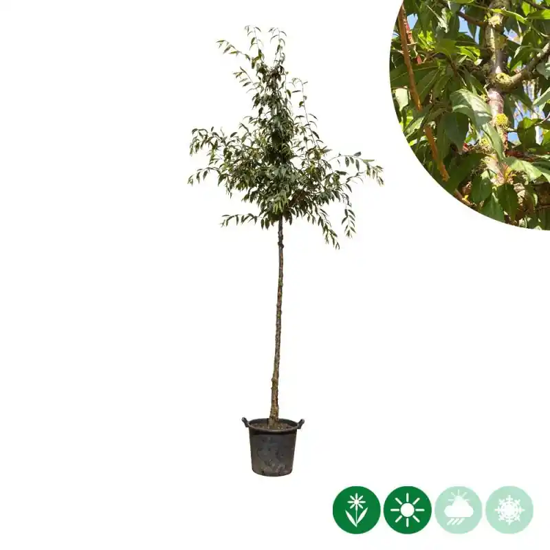 Prunus serrula - Aanbieding