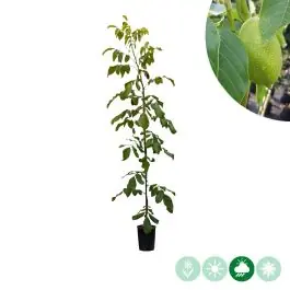 Dagdeal | Juglans Axel