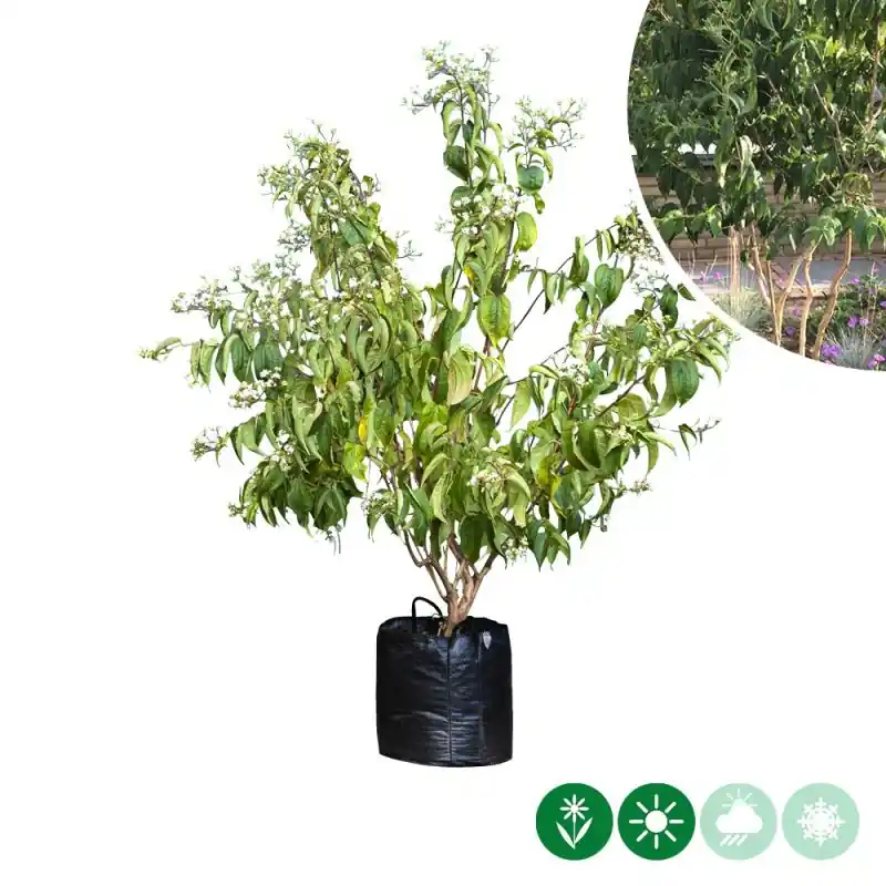 Heptacodium miconioides - meerstammig - Extra voordeel