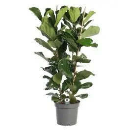 Topprijs - Ficus lyrata