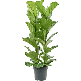 Extra voordeel - Ficus lyrata