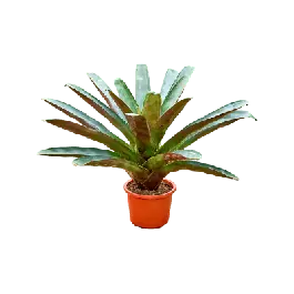 Bestel vandaag | Alcantarea imperialis