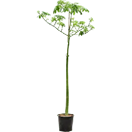 Chorisia speciosa | Aanrader