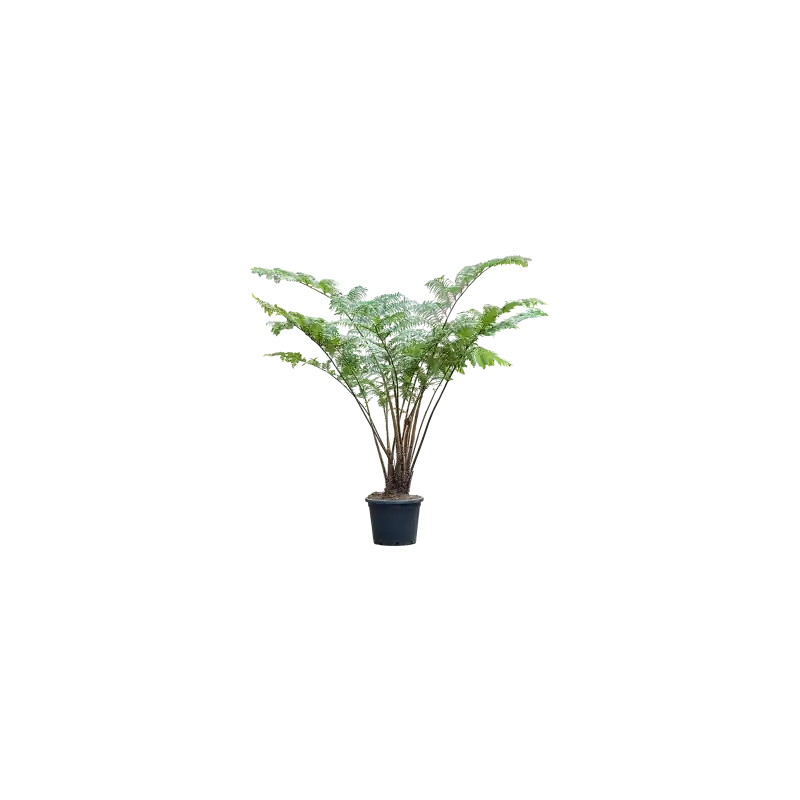 Actie | Cyathea cooperi