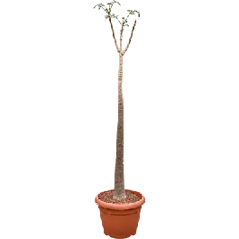 Moringa oleifera - Tijdelijke aanbieding