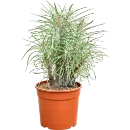 Senecio kleinia | Nu beschikbaar