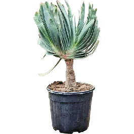 Nieuw | Aloë plicatilis