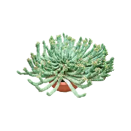 Actieprijs - Euphorbia caput-medusae