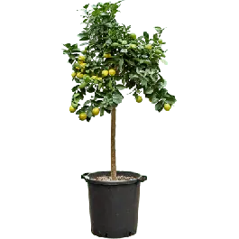 Flitsaanbieding - Citrus Kumquat Obovato