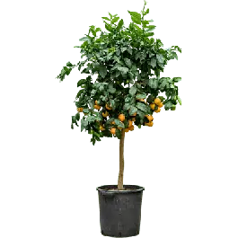 Bijna uitverkocht | Citrus Lime Rossa