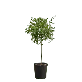 Expreslevering | Citrus Green Finger Lime