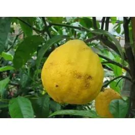 Citrus Bergamot - Online bestellen