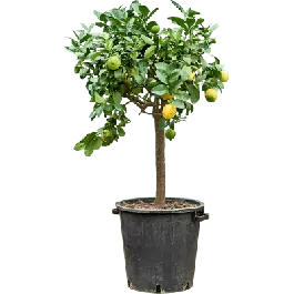 Topproduct | Citrus Lunario