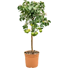Citrus Meyer - Erg populair
