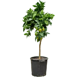 Citrus Arancio | Actie