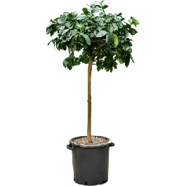 Net toegevoegd | Citrus Arancio Arcobal
