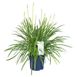 Agapanthus Blue Blush | Scherp geprijsd