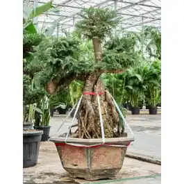 Araucaria bidwillii - Hoge kwaliteit