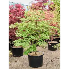 Speciale deal | Acer Aconitifolium