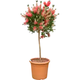 Callistemon op stam - Scherp geprijsd