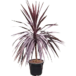 Cordyline Burgundy op stam - Nieuw product