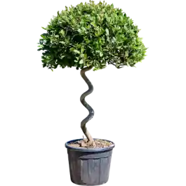 Goed beoordeeld | Laurus nobilis - spiraal