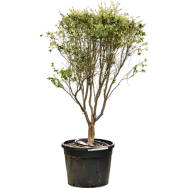 Net binnen | Myrciaria cauliflora