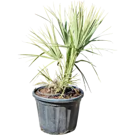 Nannorrhops ritchiana - Sale