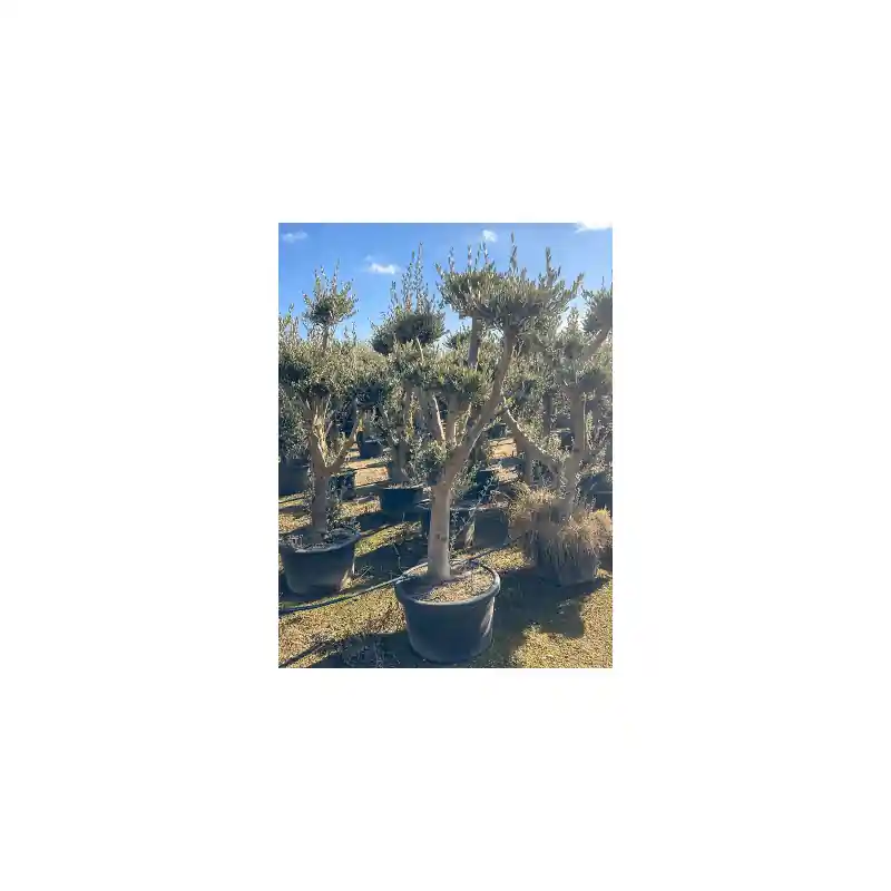 Extra voordeel - Olea europaea - pon pon