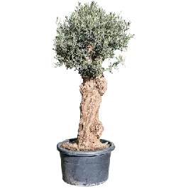 Olea europaea - robuuste stam | Lage prijs