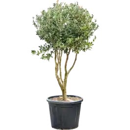 Osmanthus Ilicifolius - vertakt - Populair