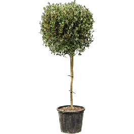 Phillyrea angustifolia | Opruiming