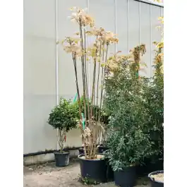 Scherpe prijs - Toona Flamingo - meerstammig