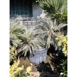 Nieuw - Trithrinax brasiliensis - 2-stam