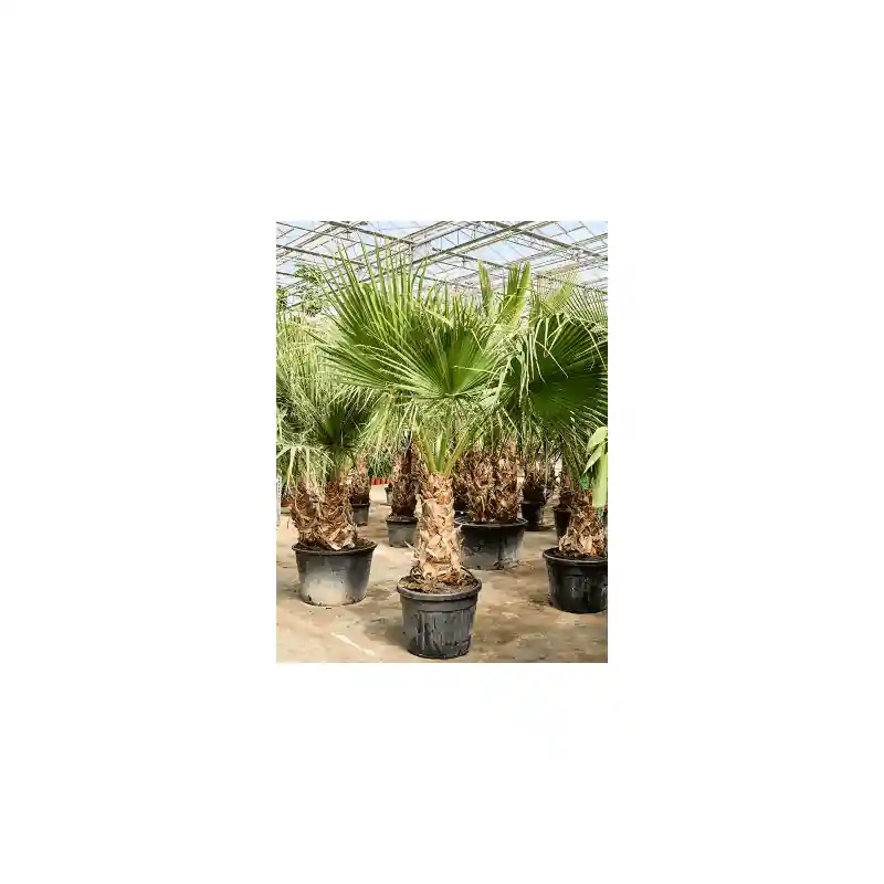 Direct bestellen - Washingtonia filifera