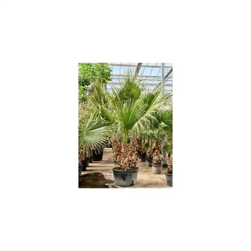 Washingtonia filifera - meerstammig | Laatste kans