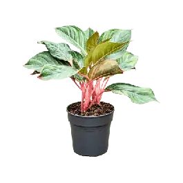 Prijsverlaging - Aglaonema Princess