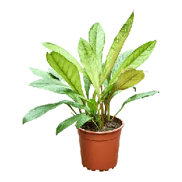 Anthurium jenmanii | Nu beschikbaar