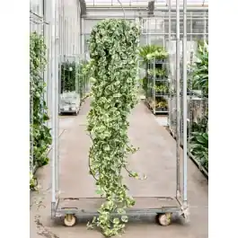 Scindapsus N‘joy XXL - Direct beschikbaar