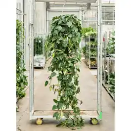 Voordeelprijs | Philodendron Grand Brasil XXL