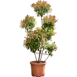 Photinia Corallo - pon pon - Dagdeal