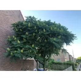 Veel gekozen | Rhus typhina