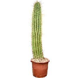 Echinopsis Pasacana | Premium
