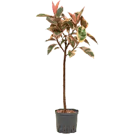 Korting - Ficus Belize op stam