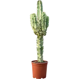 Populair bij klanten - Euphorbia Variegata