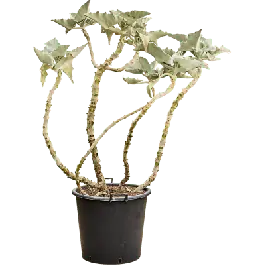 Pak je kans - Kalanchoe beharensis vertakt