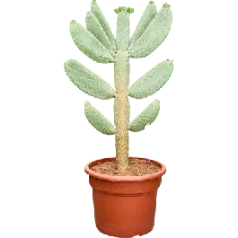 Opuntia consolea | Slechts tijdelijk