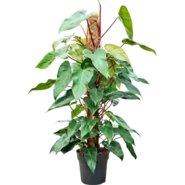 Philodendron Red Emerald | Flitsaanbieding